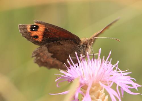 Erebia neoridas
